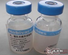 为狗狗打疫苗的错误观点