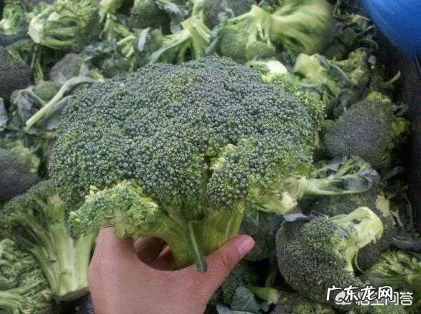 女性在减肥期间吃什么蔬菜最好