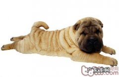 小狗佝偻症疾病预防全集