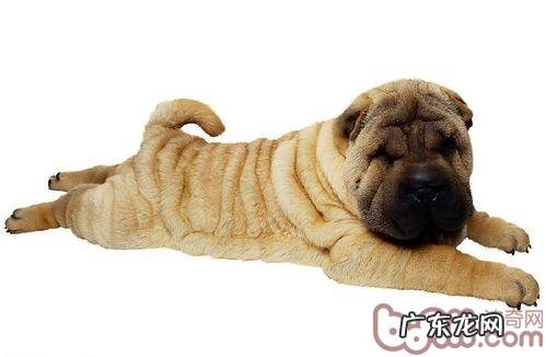 小狗佝偻症疾病预防全集