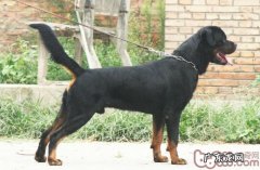 小狗急性胃扩张病症介绍