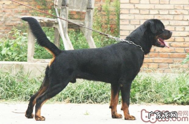 小狗急性胃扩张病症介绍