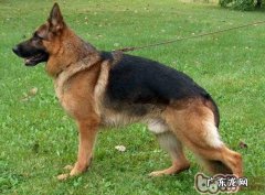 母狗生完孩子为何非常容易得病