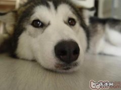 教你从鸣叫声中辨别小狗是不是得病