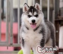 狗狗咳嗽该如何治疗