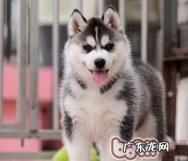 狗狗咳嗽该如何治疗