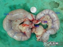 母狗绝育手术治疗前注意事项