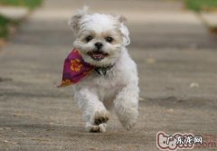 小狗肠便秘该怎么治疗