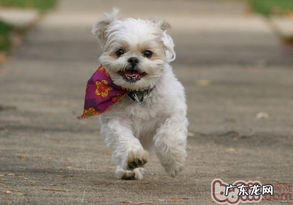 小狗肠便秘该怎么治疗