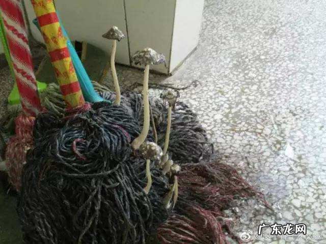 5种不同类型拖把分析 家用拖把哪一种比较好用