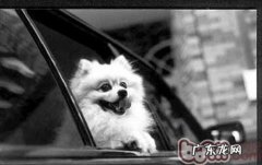 狗狗晕车的病症及缘故