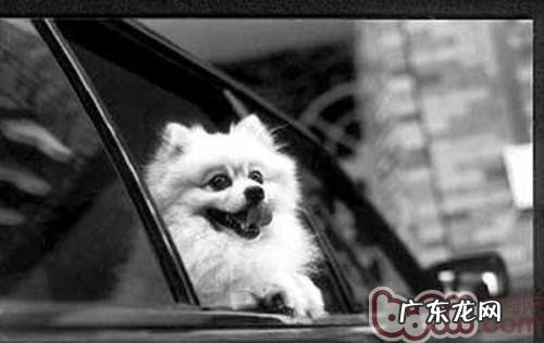 狗狗晕车的病症及缘故