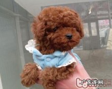 有关狗狗肺炎的治疗办法