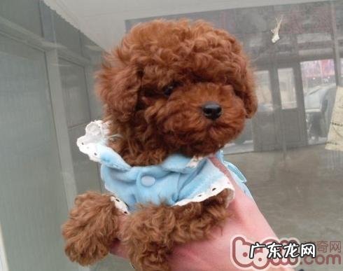 有关狗狗肺炎的治疗办法