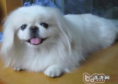 如何预防vip等小型狗孕妇难产