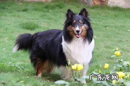 小狗支气管炎肺炎的原因及医治