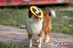 小狗甲状腺囊肿功能较为亢奋的发病原因及治疗办法