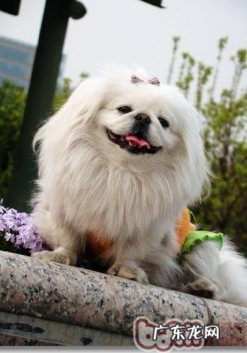 犬普遍的消化内科病有什么及其如何预防