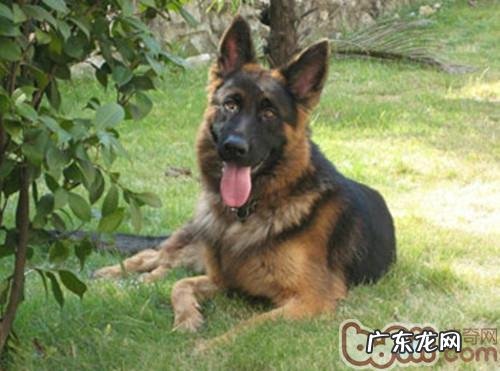 犬肺结核的病症及确诊