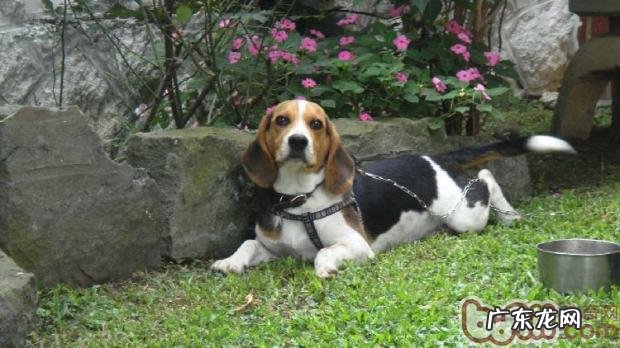 米格鲁犬的喂养与常见病