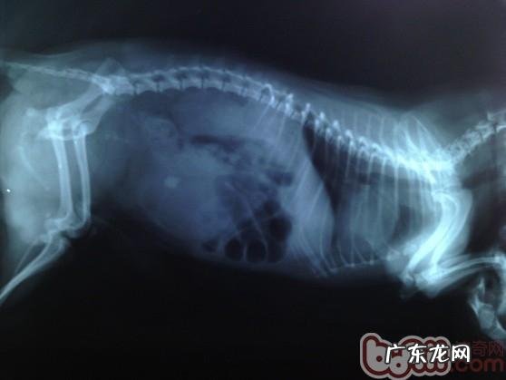 一例公犬膀光尿路结石手术治疗的感受