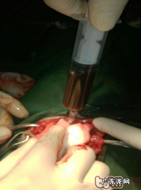 一例公犬膀光尿路结石手术治疗的感受