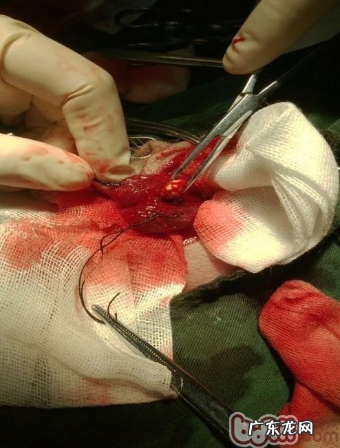 一例公犬膀光尿路结石手术治疗的感受