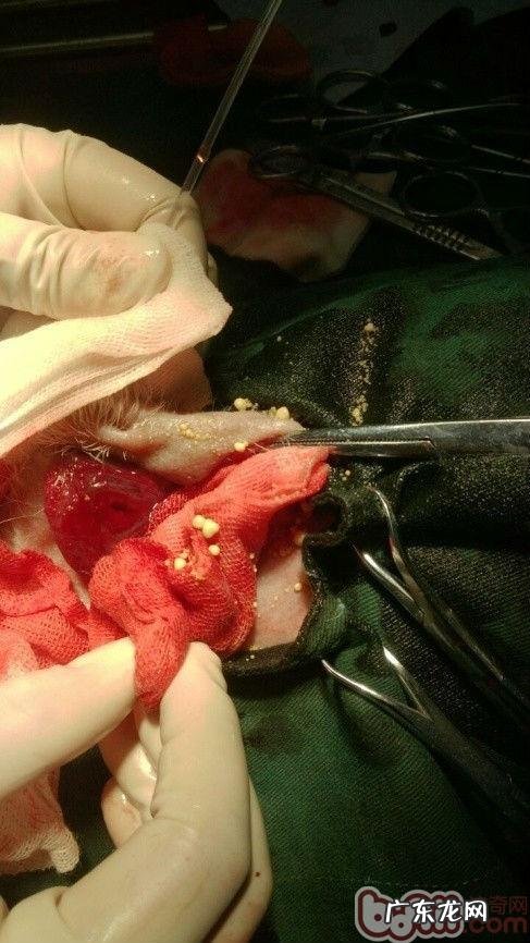 一例公犬膀光尿路结石手术治疗的感受