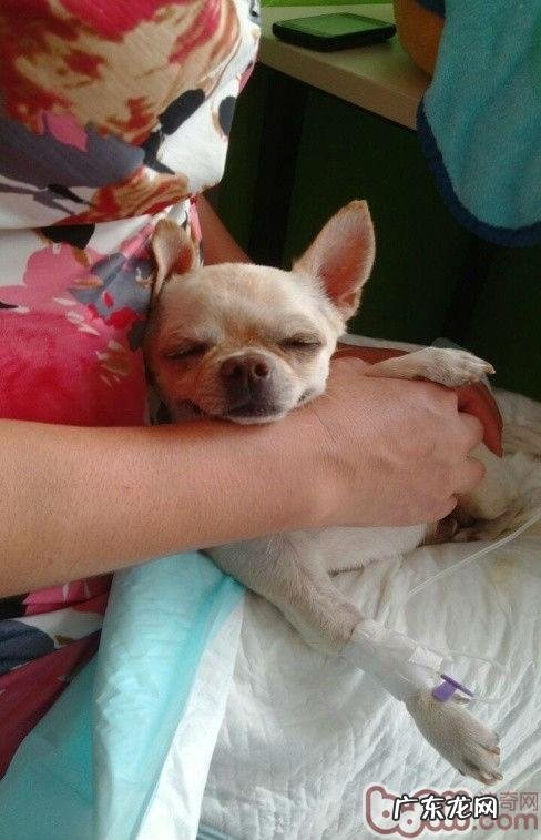 一例公犬膀光尿路结石手术治疗的感受