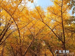 秋去冬来又是一年银杏黄 【抖音文案】又是一年银杏黄的佳句