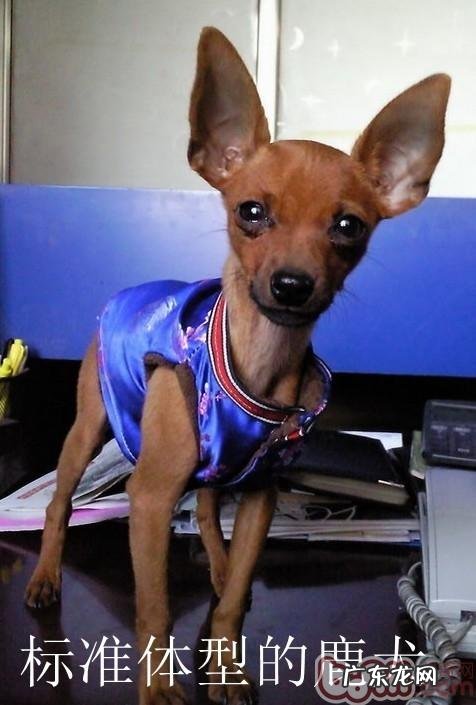 一例小鹿犬肥胖病引起的思索