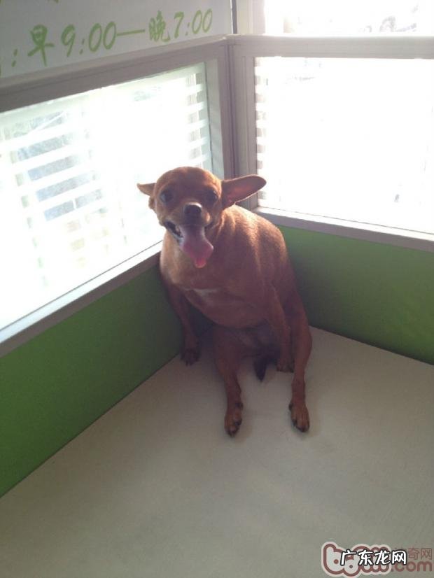 一例小鹿犬肥胖病引起的思索