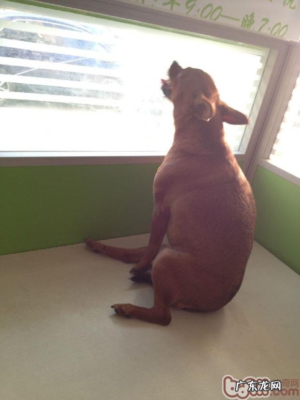 一例小鹿犬肥胖病引起的思索