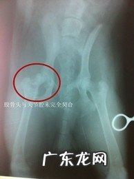 萨摩耶犬的常见病