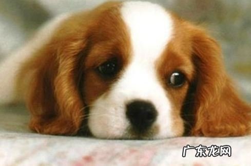 狗狗拉肚子后饮用水提升