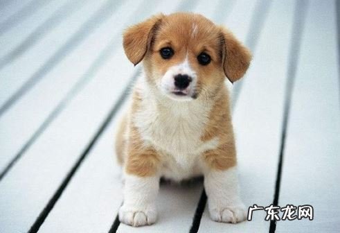 狗狗拉肚子后饮用水提升