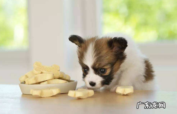 小狗胃口突然降低了些