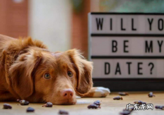 小狗胃口突然降低了些