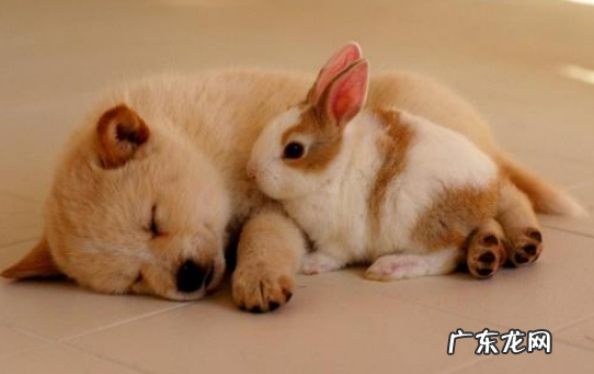 二个月小狗打了预苗腿有点瘸