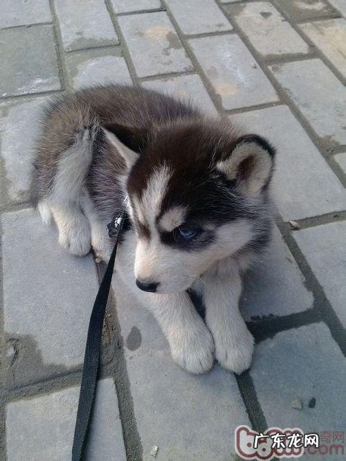 金毛怎么会淌口水