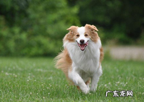 小狗腿瘸了但是很喜欢跑