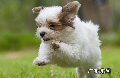 小狗腿瘸了但是很喜欢跑