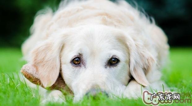 狗狗眼屎增加的缘故及鉴别