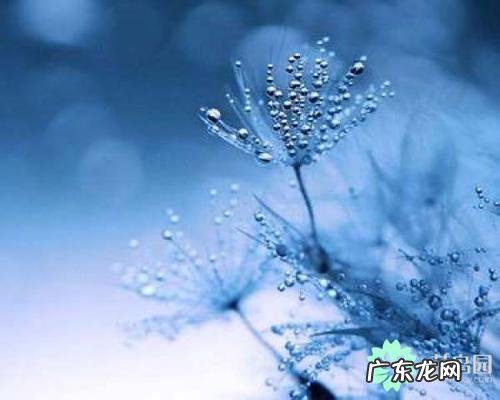 蒲公英形容人生的句子 【抖音文案】人生就像蒲公英的伤感句子