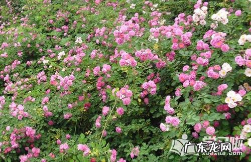 描写初雪的唯美句子简短 【抖音文案】描写花的唯美句子简短