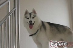 小狗脚受伤该怎么办