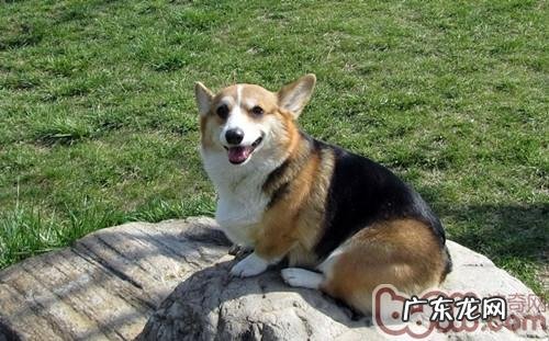 小狗耳孔多长时间清除一次好