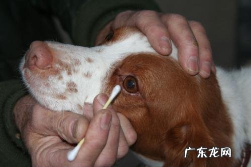 小狗眼睛浅绿色分必物应该怎么办