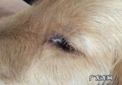 小狗眼睛浅绿色分必物应该怎么办