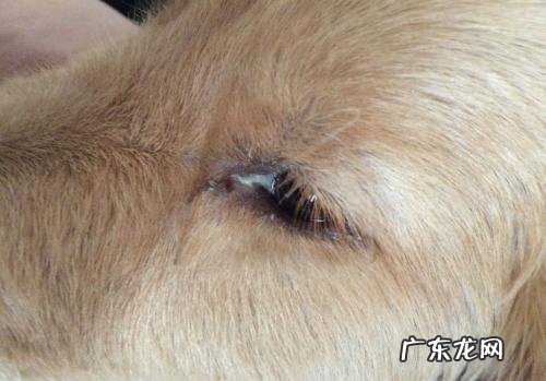 小狗眼睛浅绿色分必物应该怎么办